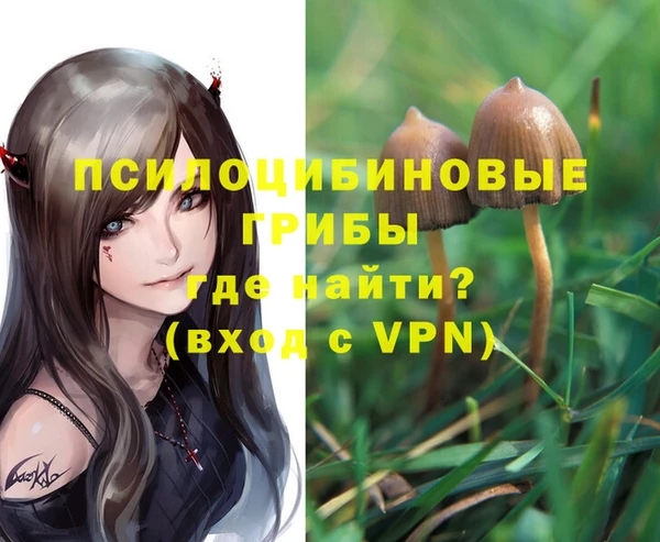 стаф Аркадак